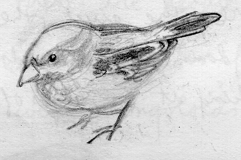 (Little Bird)